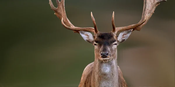 cerb lopatar jpg