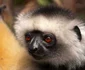 sifaka