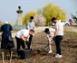 Plantare de copaci în Timişoara