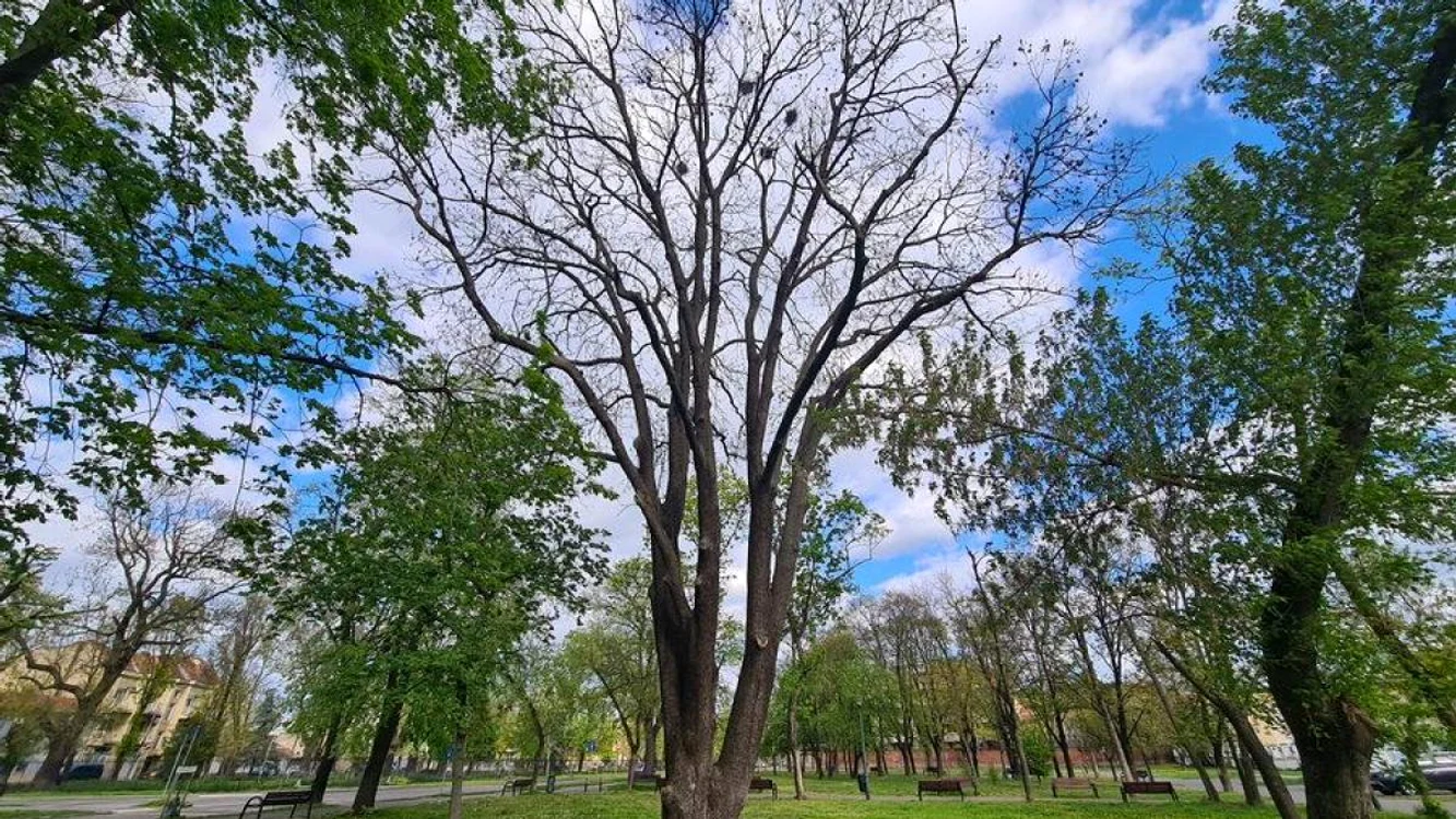 Primăria a tăiat un frasin de 245 de ani, la doar câteva zile după ce l-a declarat monument