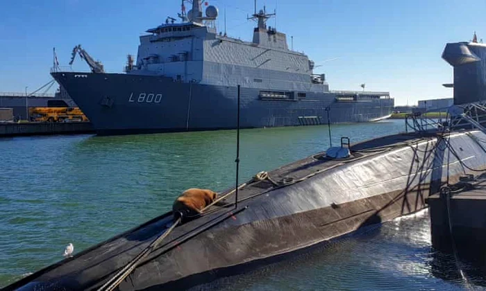 O morsă moţăie pe un submarin clasa Walrus FOTO Jeroen Hoekendijk via The Guardian