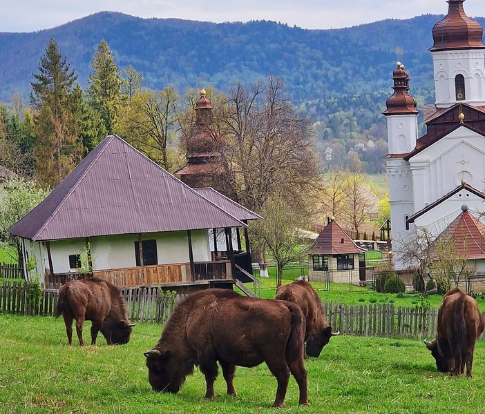 „Țara Zimbrilor” primește o finanţare consistentă. Ce se va face în Parcul natural Vânători Neamţ