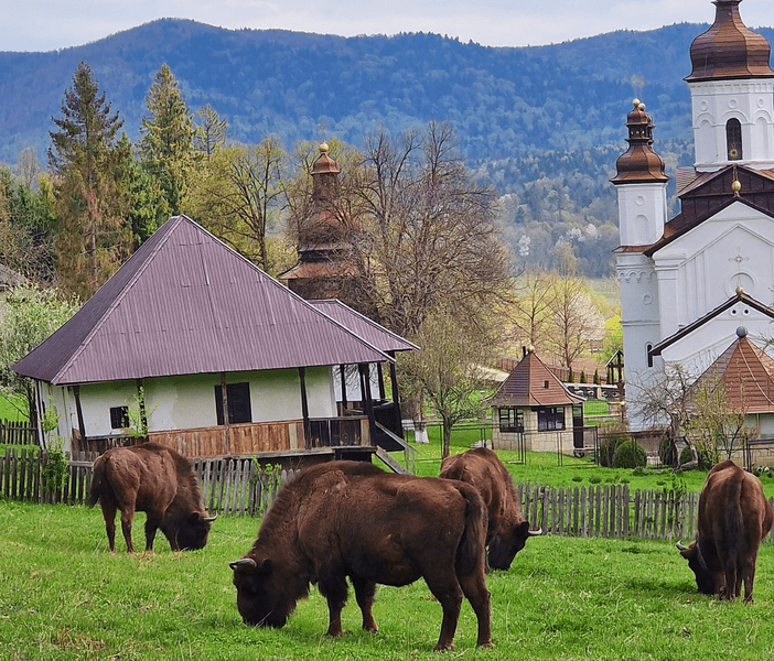 Ţinutul Zimbrului Neamţ, nominalizat la categoria „Comori Naturale“ într-o competiţie naţională