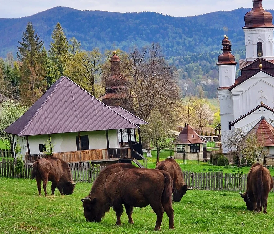 Zimbrii în libertate pot fi întâlniţi în zona mănăstirilor FOTO Schitul Vovidenia