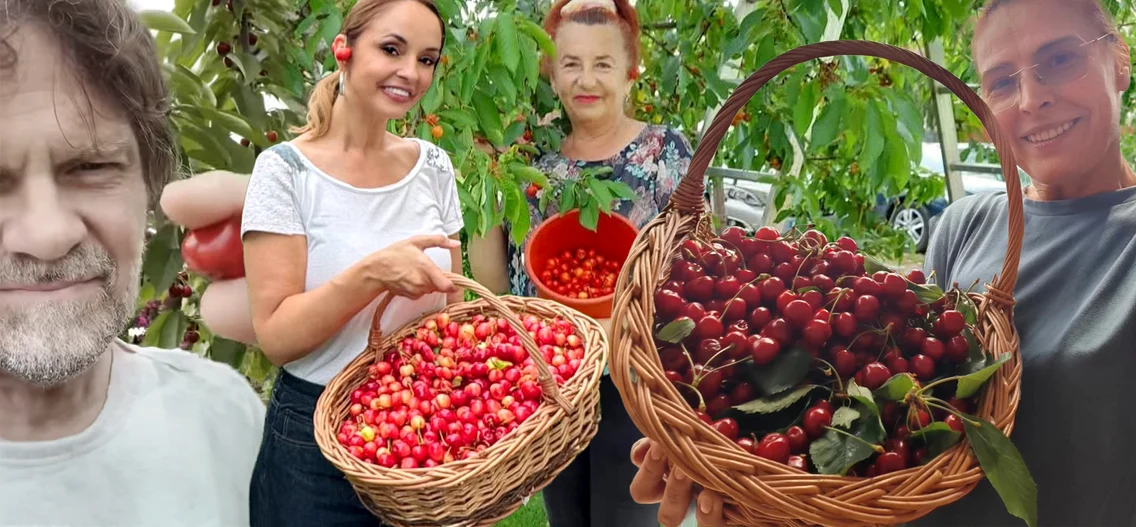 Florin Piersic Jr, Andreea Marin, Maria Loga și Monica Davidescu se mândresc cu producția de cireșe