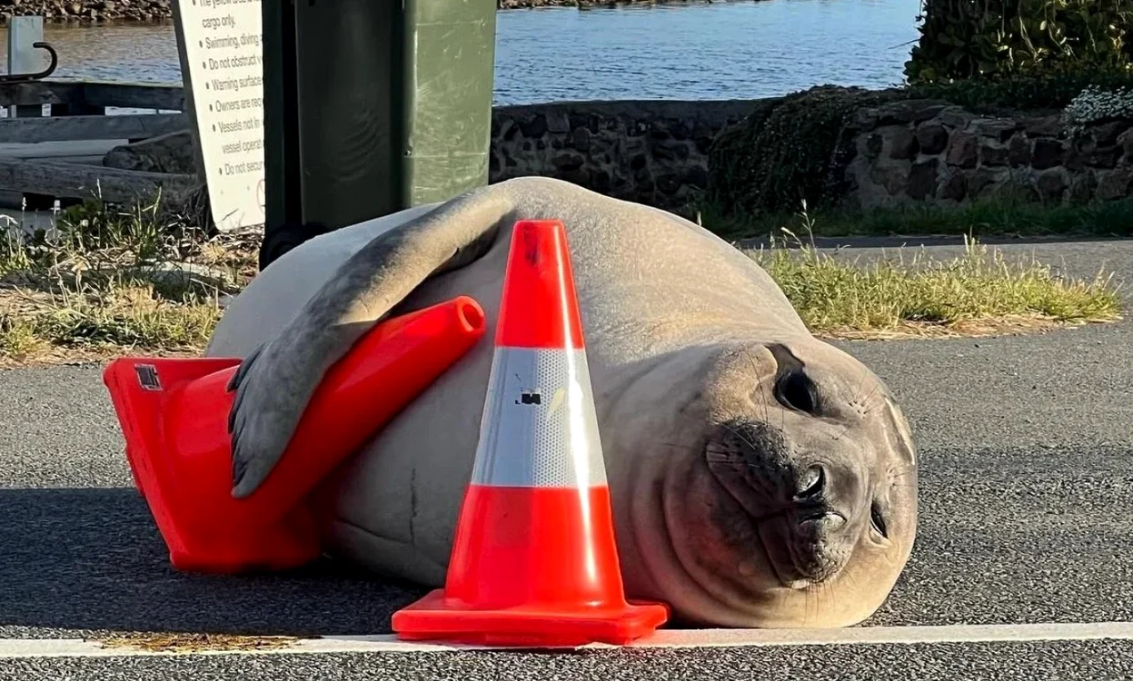elefant de mare pe nume Neil a devenit vedeta pe internet