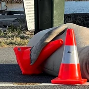 Un elefant de mare din Australia a devenit o adevărată vedetă pe net FOTO X/@Clark10x