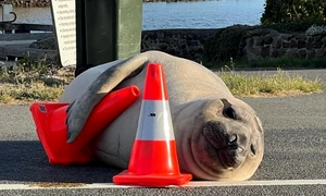 Un elefant de mare din Australia a devenit o adevărată vedetă pe net FOTO X/@Clark10x