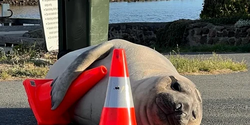 Un elefant de mare din Australia a devenit o adevărată vedetă pe net FOTO X/@Clark10x