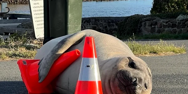 Un elefant de mare din Australia a devenit o adevărată vedetă pe net FOTO X/@Clark10x
