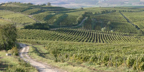 Podgoria Târnave a firmei Jidvei