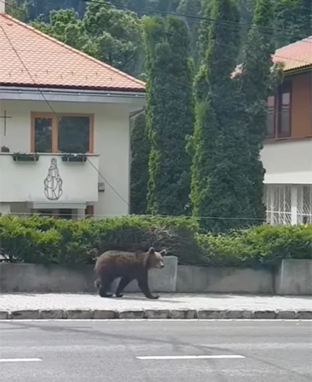 Potrivit ministrului Mediului, în iunie au fost înregistrate chiar și 30-40 de alerte pe zi din cauza urșilor