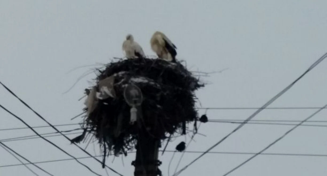 Berzele trebuie să îndure frigul şi fomea până la topirea zăpezii