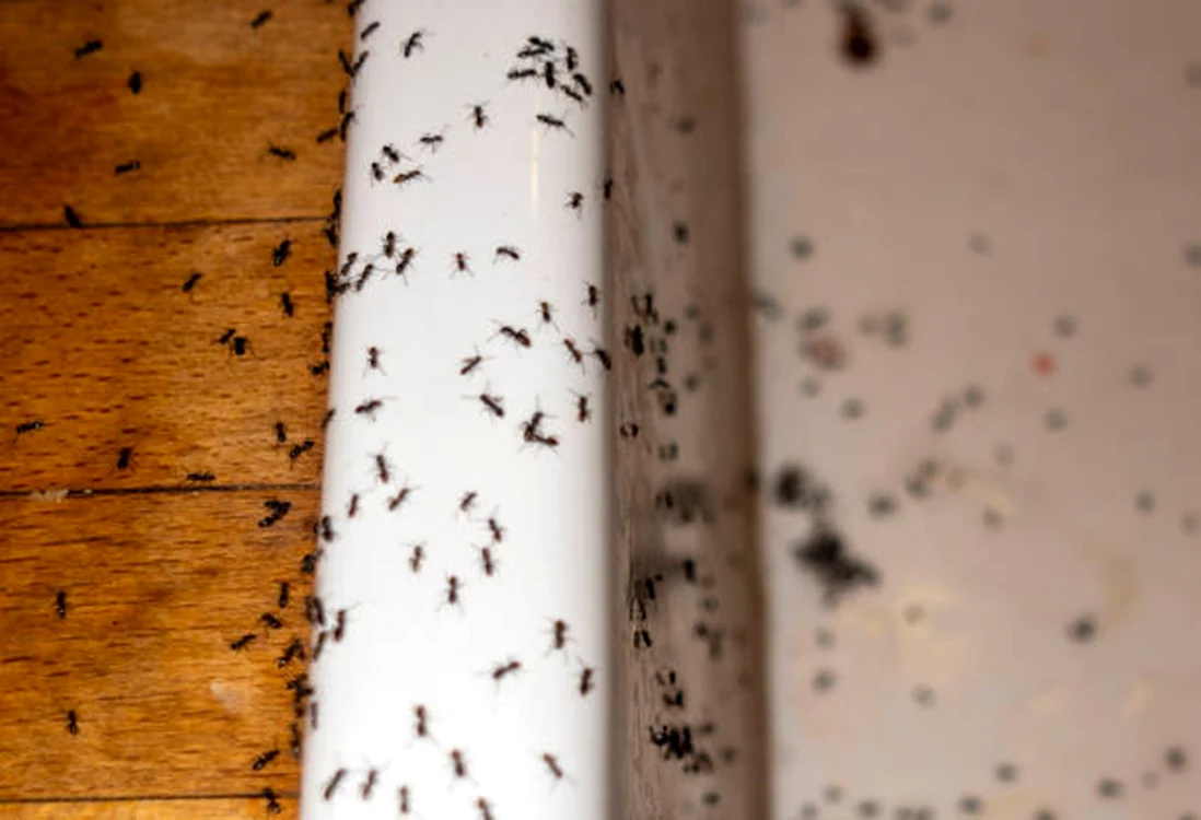 Câteva metode naturale pot elimina furnicile / foto: IStock