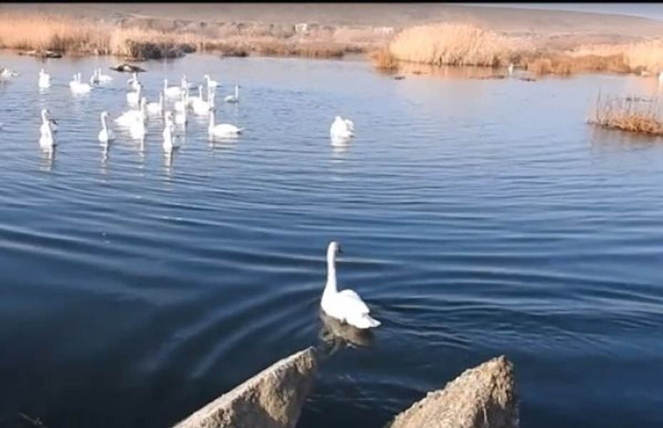 Alertă în Delta Dunării după descoperirea unui potențial focar de gripă aviară. 22 de lebede găsite moarte