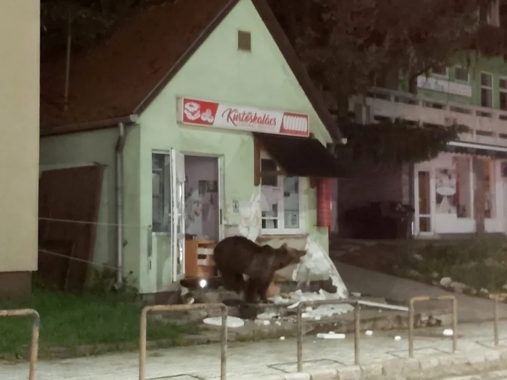Un urs a intrat în pensiune foto: news.ro