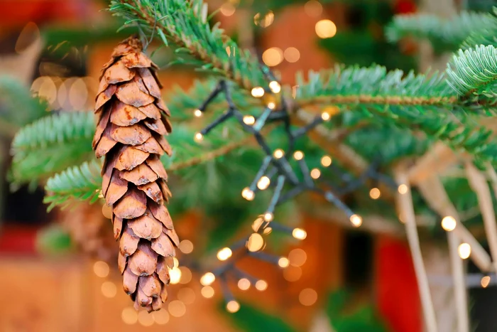 pexels christina99999 29776976 jpg