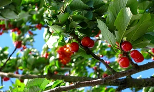 1 cherry tree fruit nature 63312 jpg jpeg