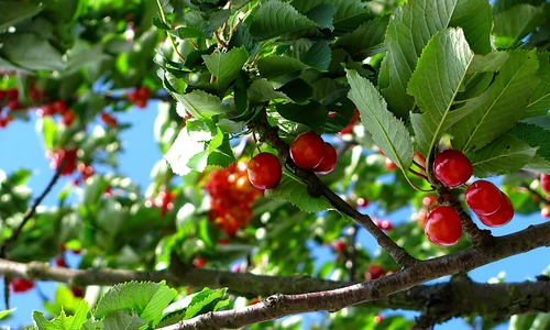 1 cherry tree fruit nature 63312 jpg jpeg