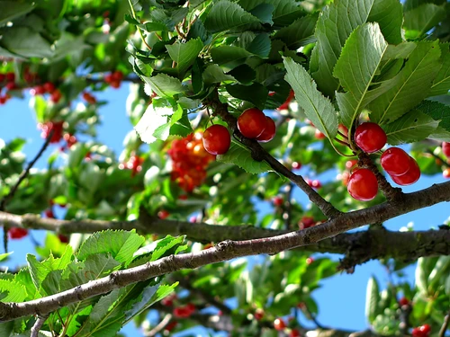 1 cherry tree fruit nature 63312 jpg jpeg