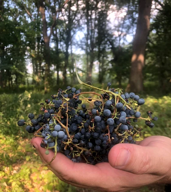 În pădurile din Republica Moldova poți găsi viță-de-vie sălbatică.  