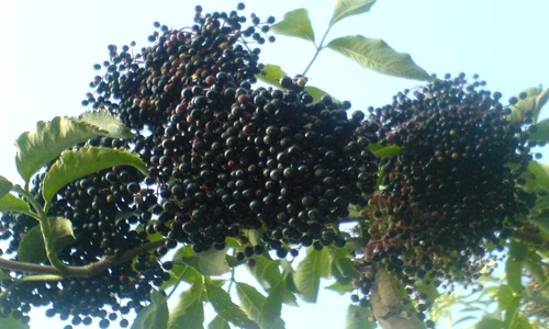 1 75750 original jpg jpeg