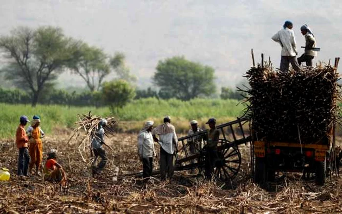 Fermieri indieni trestie der zahar FOTO Reuters