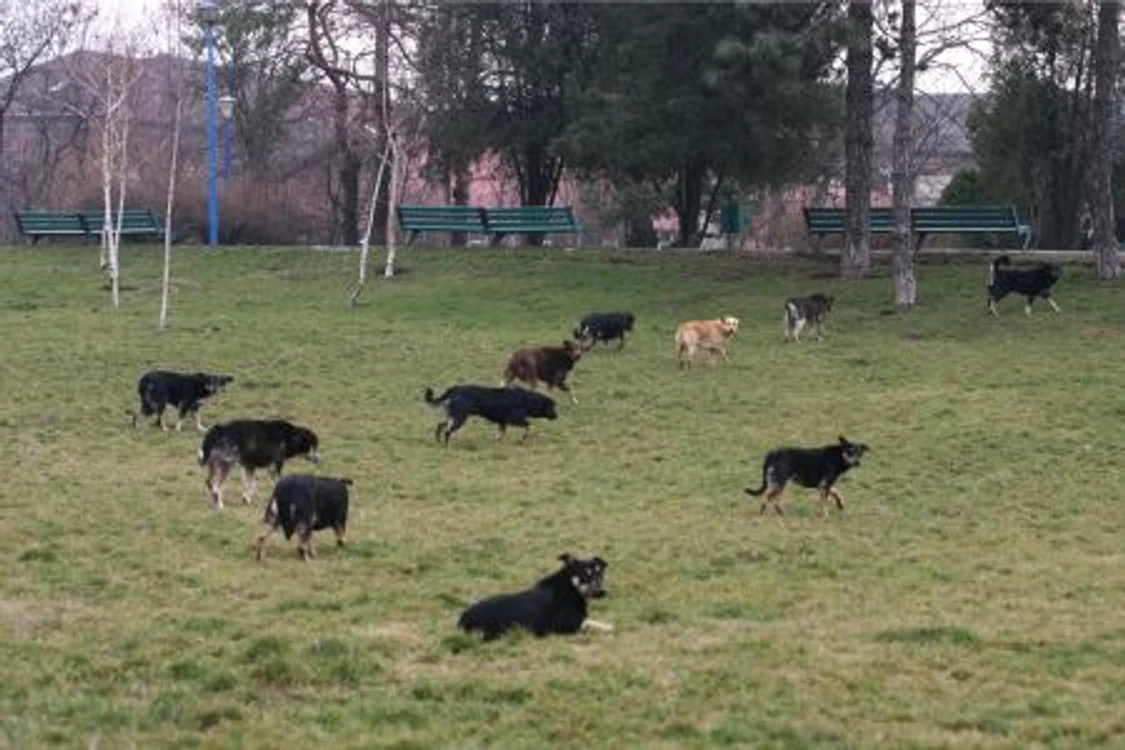 
    Femeia a fost atacată de o haită de opt câini (foto simbol)  