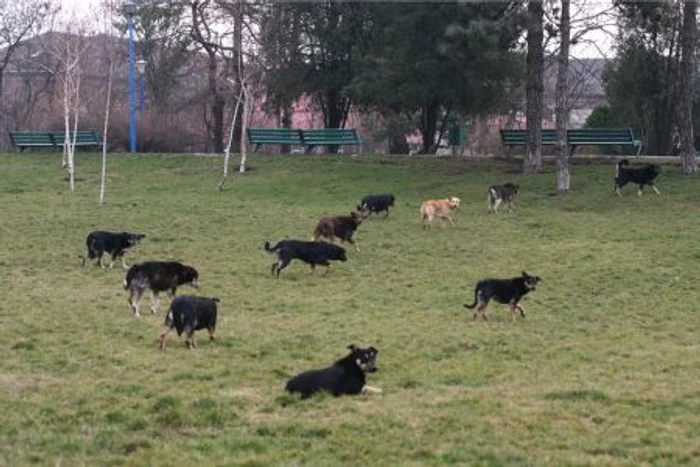 Femeia a fost atacată de o haită de opt câini (foto simbol)