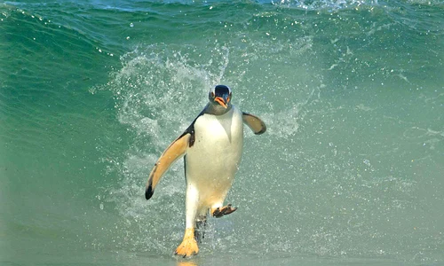 pinguin 0 jpeg