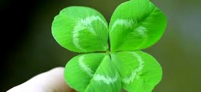 
    Trifoiul cu patru foi este ”magnetul” norocului  