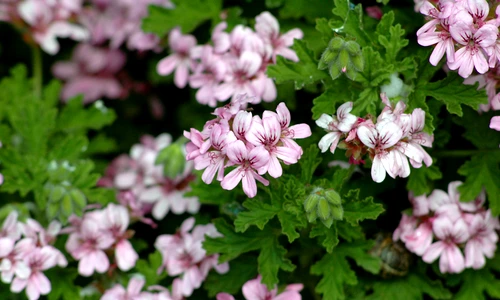 1 62735 original jpg jpeg