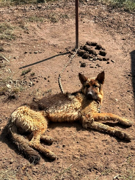 Câinele a fost găsit chiar de către polițiști. Sursă foto Biroului pentru Protecţia Animalelor