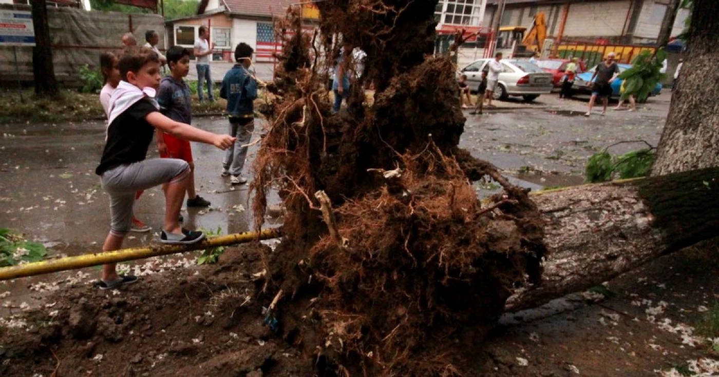 Trunchiul unui castan a fost rupt de forţa vijeliei. FOTO: Daniel Guţă. ADEVĂRUL.