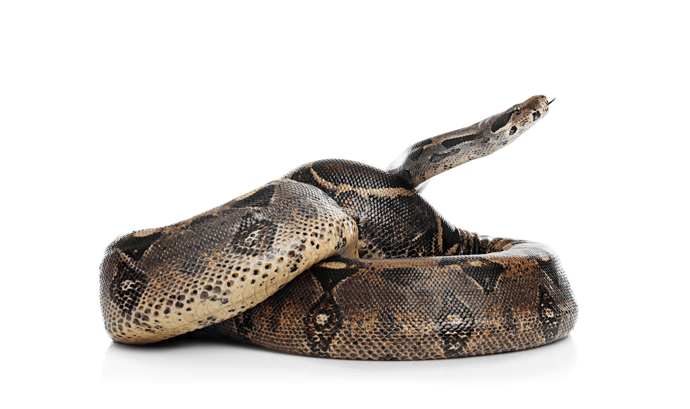 Descoperire șocantă pe aeroport. Șarpe boa constrictor uriaș, găsit într-un bagaj de mână