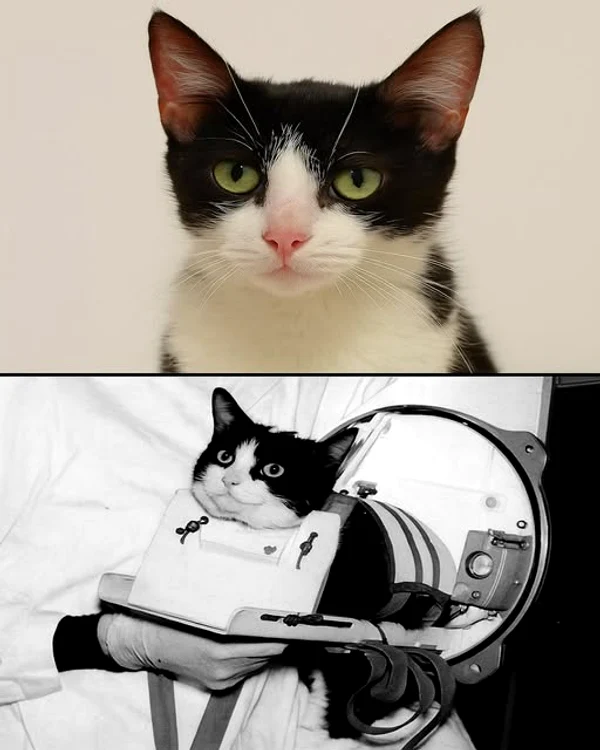 Pisica Félicette, trimisă în spațiu / FOTO: Atlas Geografic