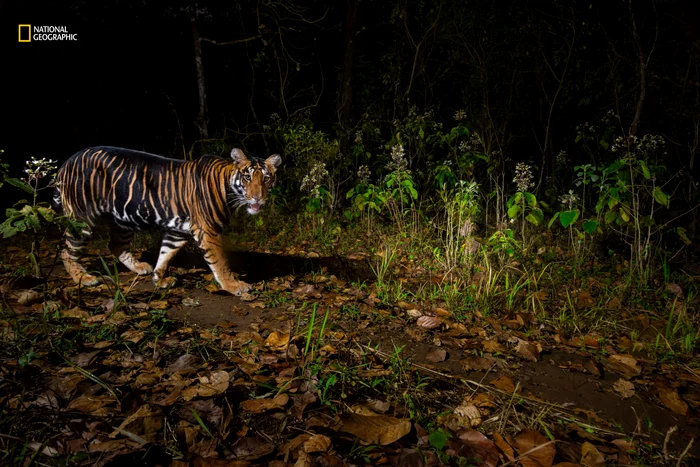 Un tigur negru în India / foto: National Geographic
