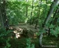 Saemizegetusa Regia  Foto Daniel Guță ADEVĂRUL (10) JPG