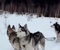 Plimbare cu sania trasă de husky Foto: FB