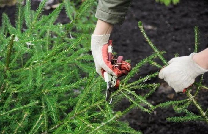 Gradinaritul este mult mai accesibil vara, dar acesta nu trebuie ignorat nici in timpul sezonului rece. sursa foto: envato.com