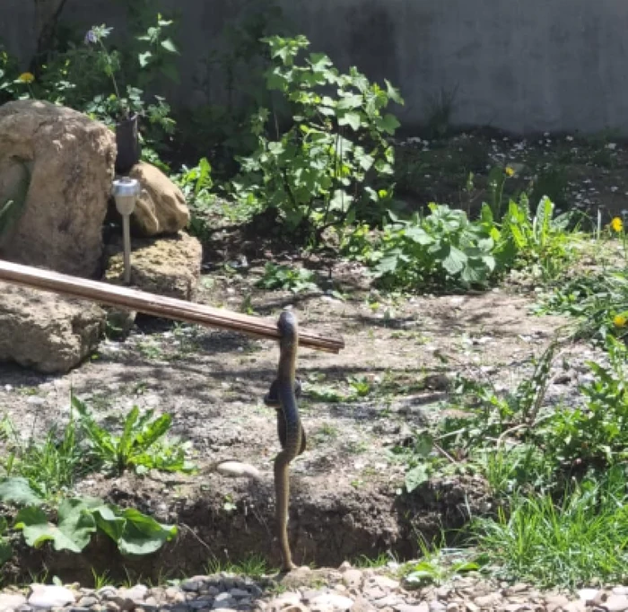 Un sarpe a fost prins de catre jandarmi in curtea unui prahovean