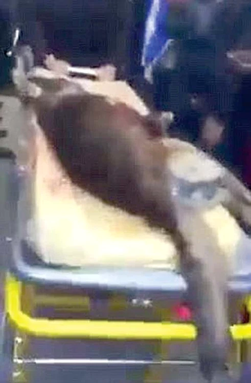 Câinele a fost ciuruit de gloanţe