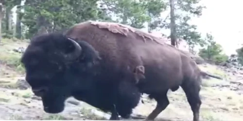 Bizon din Parcul National Yellowstone Captura YouTube/ KTVQ News