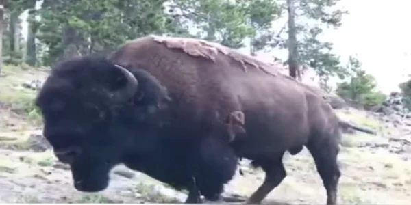 Bizon din Parcul National Yellowstone Captura YouTube/ KTVQ News