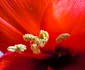 Imagine realizată cu Xiaomi Redmi Note 14 Pro 5G - macro crin cu pistil Foto Daciana Stoica pentru Adevărul