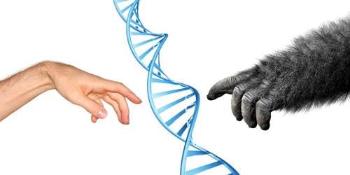 Evoluţie genetică comună om-maimuţă FOTO SHUTTERSTOCK