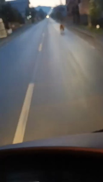 Urs filmat în centrul unui sat din Maramureș. Autoritățile recomandă precauție VIDEO