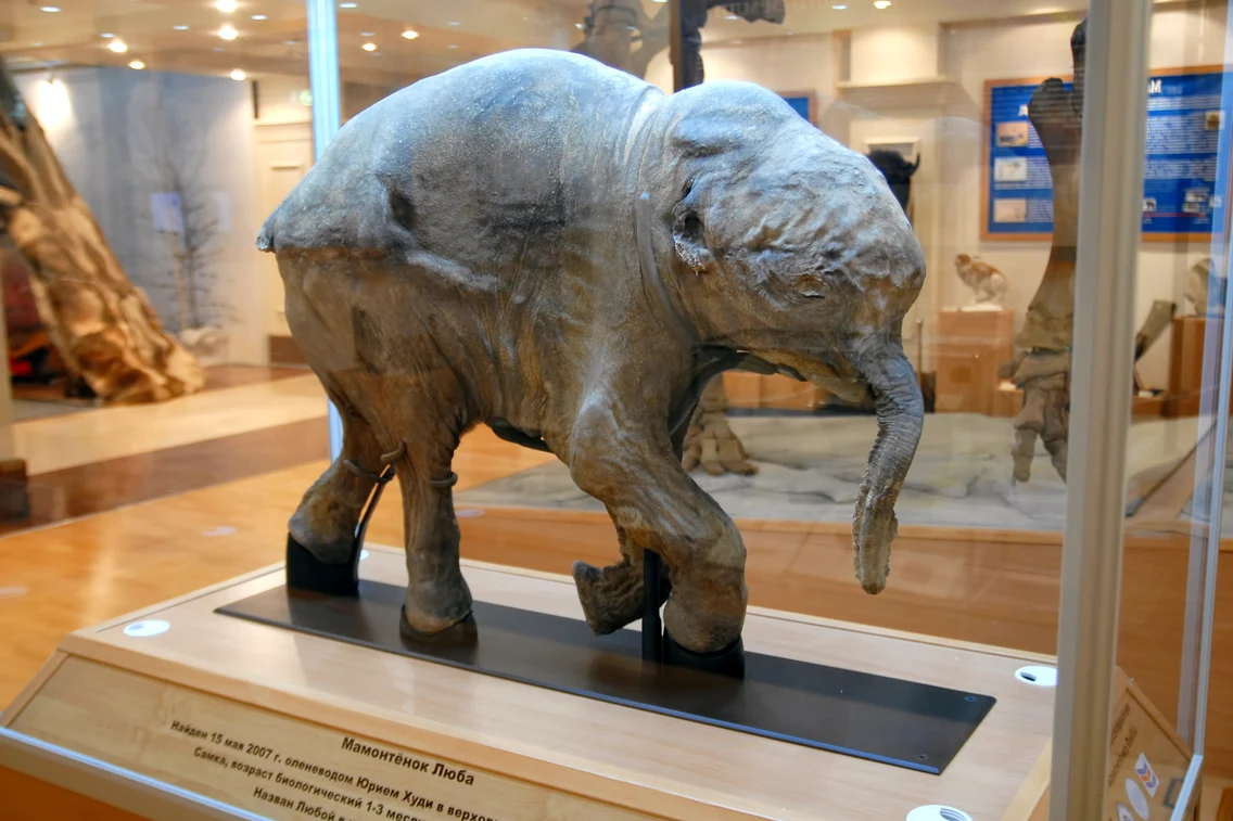 2 pui de mamut jpg jpeg