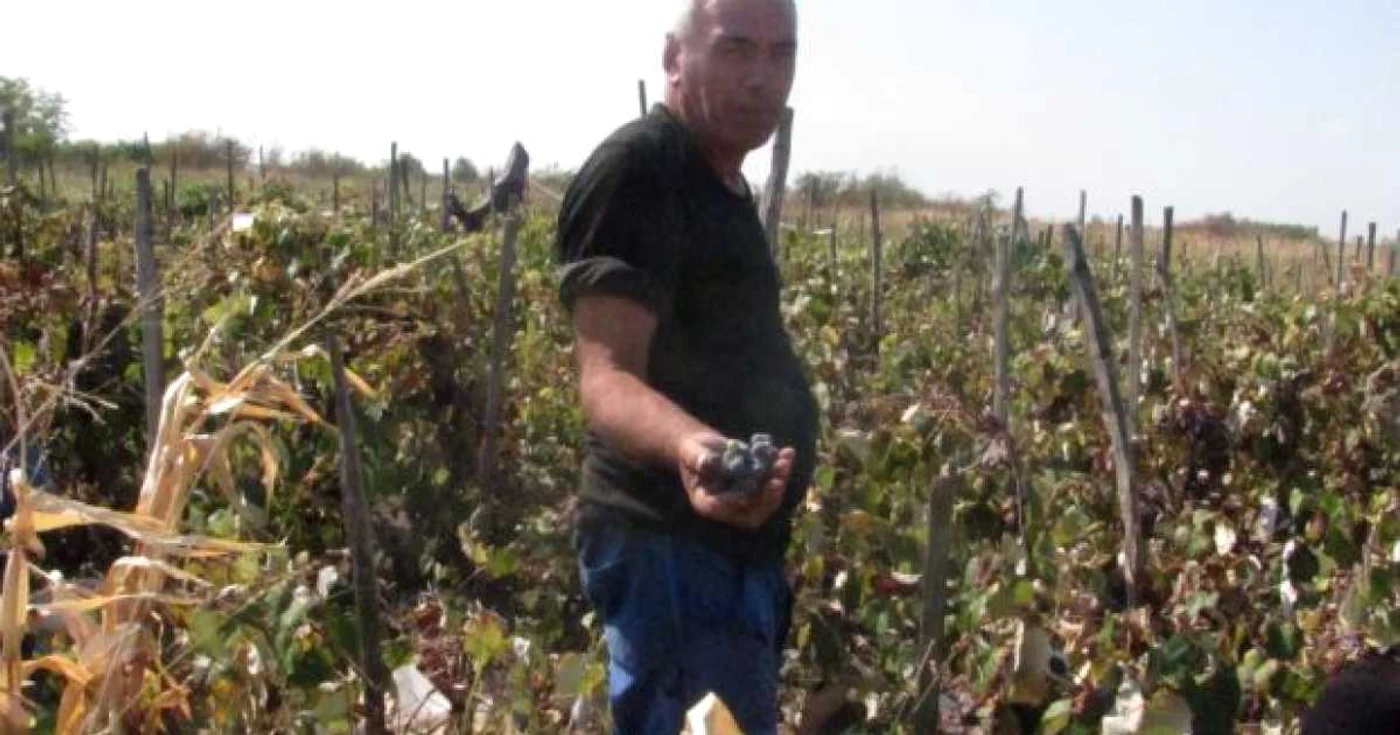 Oamenii susţin  că vinul de Băileşti este cel mai bun din ţară 