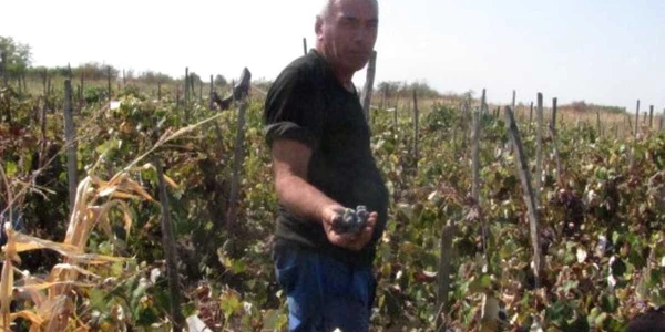 Oamenii susţin  că vinul de Băileşti este cel mai bun din ţară 